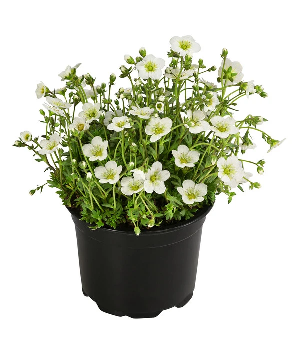 Moos-Steinbrech, Verschiedene Sorten 4 Moos-Steinbrech, Verschiedene Sorten – Bild 2