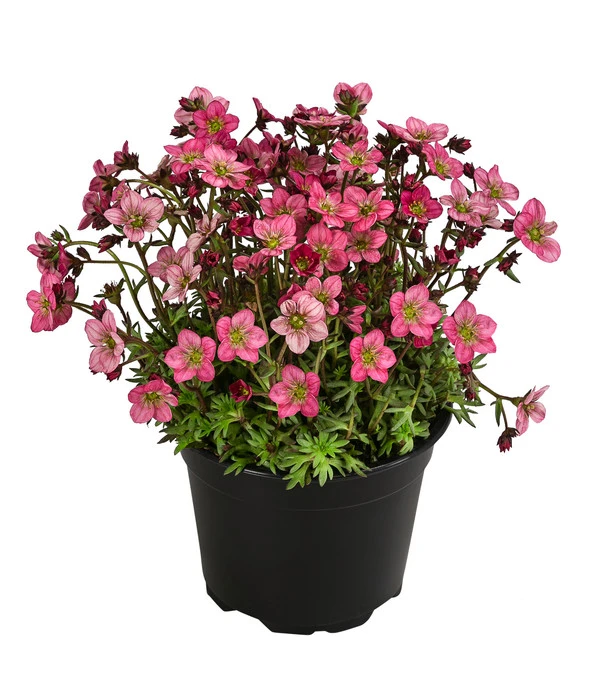 Moos-Steinbrech, Verschiedene Sorten 3 Moos-Steinbrech, Verschiedene Sorten