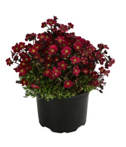 Moos-Steinbrech, Verschiedene Sorten 10 Moos-Steinbrech, Verschiedene Sorten -Ecopotos Geschaft 8036394 WE FS 003 SaxifragaInSortenSteinbrechT10