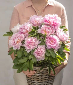 Edel-Pfingstrose, Verschiedene Sorten -Ecopotos Geschaft 8037806 PR MO 02 PaeoniaRosaSarahBernardPfingstrosen GC07 2020 01