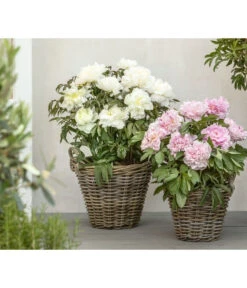 Edel-Pfingstrose, Verschiedene Sorten -Ecopotos Geschaft 8037863 PR MO 01 Paeonia