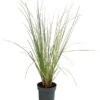 Pampasgras 'Julia' 2 Pampasgras 'Julia' -Ecopotos Geschaft 8042509 WE FS 001 PampasgrasJuliaT19