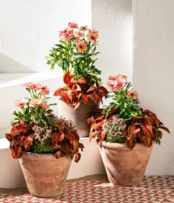 Moos-Steinbrech, Verschiedene Sorten 11 Moos-Steinbrech, Verschiedene Sorten -Ecopotos Geschaft 8048357 8036394 WE MO 001 RanunculusRococoT19SaxifragaT10 5