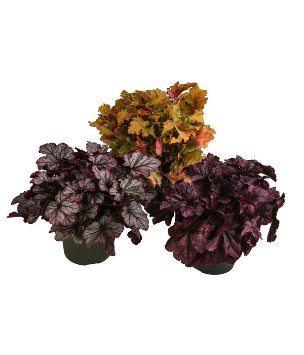 Purpurglöckchen-Set Bronzezeit, 3-teilig 3 Purpurglöckchen-Set Bronzezeit, 3-teilig