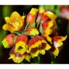 Michailovskyi-Schachbrettblume -Ecopotos Geschaft 8064461 WE DE 001 TuerkischeSchachbrettblumeFritillariaMich