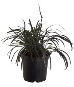 Schwarzer Schlangenbart 'Niger'