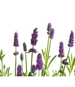 Lavendel 11 Lavendel -Ecopotos Geschaft 8092108 PR DE 001 LavandulaAngustifoliaLavendelT13DehnerExpressHerzig
