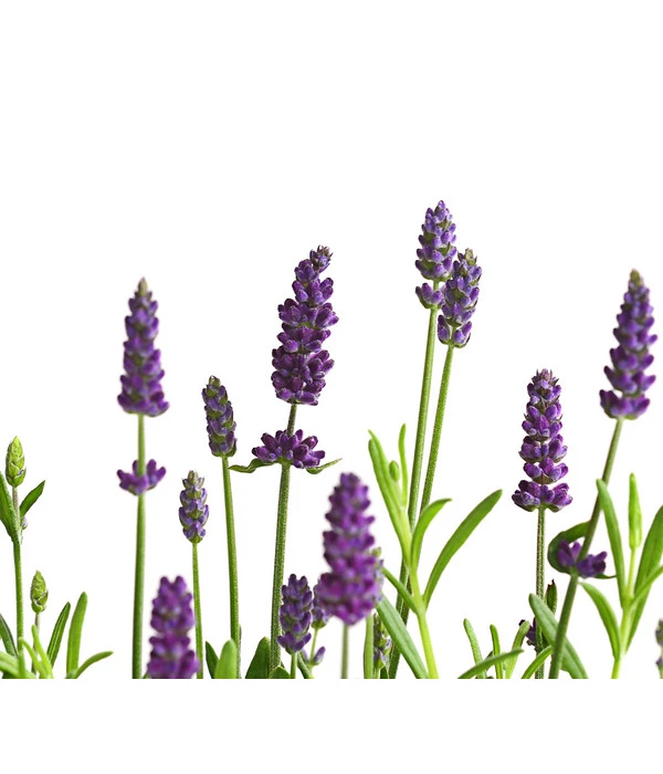 Lavendel 7 Lavendel – Bild 5