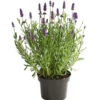 Lavendel 1 Lavendel -Ecopotos Geschaft 8092108 PR FS 001 LavandulaAngustifoliaLavendelT13DehnerExpressHerzig
