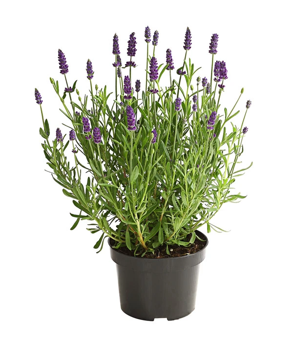 Lavendel 3 Lavendel