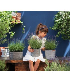 Duftlavendel, 6er-Schale -Ecopotos Geschaft 8092108 WE MO 03 LavendelT13 GC14 2020 02