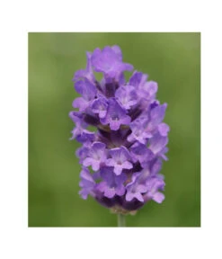 Lavendel 'No. 9' -Ecopotos Geschaft 8094070 PR DE 001 DownderryNo9Helix