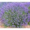 Lavendel 'No. 9' -Ecopotos Geschaft 8094070 PR MO 001 DownderryNo9Helix