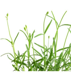 Lavendel 'No. 9' -Ecopotos Geschaft 8094070 WE DE 001 LavandulaAngustifoliaNO9LavendelT13