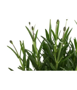 Lavendel 'Royal Blue' -Ecopotos Geschaft 8097545 WE DE 001 LavendelRoyalBlue1L