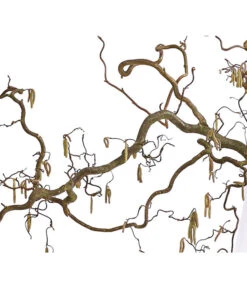 Korkenzieher-Hasel 'Contorta' 8 Korkenzieher-Hasel 'Contorta' -Ecopotos Geschaft 8149080 WE DE 001 KorkenzieherhaselBio100 120cmDehnerExpressHerzig