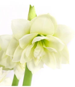 Amaryllis - Hippeastrum-Hybride 'Multiflower' 15 Amaryllis - Hippeastrum-Hybride 'Multiflower' -Ecopotos Geschaft 8201535 PR DE 001 AmaryllisHippeastrumMultiflora4ZwiebelDehnerExpressHerzig