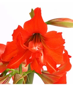 Amaryllis - Hippeastrum-Hybride 'Multiflower' 14 Amaryllis - Hippeastrum-Hybride 'Multiflower' -Ecopotos Geschaft 8201535 PR DE 001 AmaryllisHippeastrumMultiflora4ZwiebelT17DehnerExpressHerzig