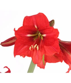 Amaryllis - Hippeastrum-Hybride 'Multiflower' 16 Amaryllis - Hippeastrum-Hybride 'Multiflower' -Ecopotos Geschaft 8201535 PR DE 001 AmaryllisHippeastrumMultiflora4ZwiebelnT13DehnerExpressHerzig