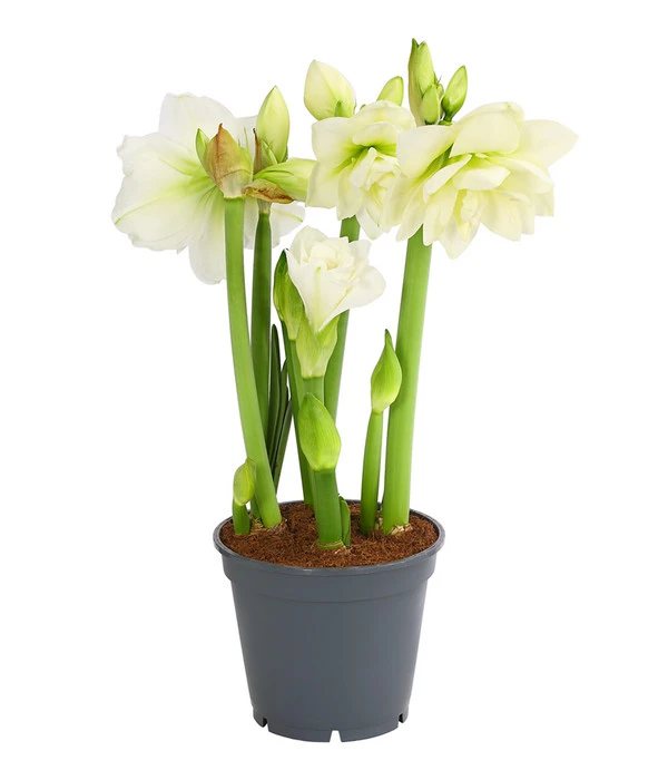 Amaryllis - Hippeastrum-Hybride 'Multiflower' 4 Amaryllis - Hippeastrum-Hybride 'Multiflower' – Bild 2