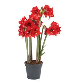 Amaryllis - Hippeastrum-Hybride 'Multiflower' 12 Amaryllis - Hippeastrum-Hybride 'Multiflower' -Ecopotos Geschaft 8201535 PR FS 001 AmaryllisHippeastrumMultiflora4ZwiebelnT13DehnerExpressHerzig