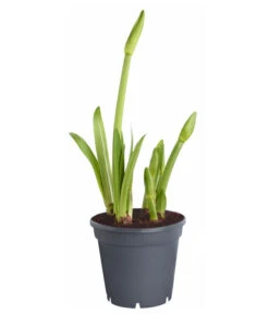 Amaryllis - Hippeastrum-Hybride 'Multiflower' 13 Amaryllis - Hippeastrum-Hybride 'Multiflower' -Ecopotos Geschaft 8201535 PR FS 001 HippeastrumAmaryllisT17Multiflora4ZwiebelnOhneBlueteDehnerExpressZS