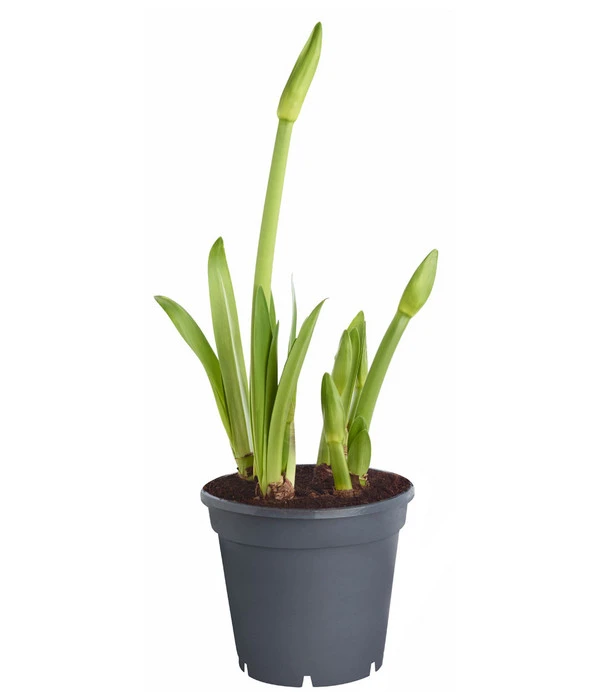 Amaryllis - Hippeastrum-Hybride 'Multiflower' 6 Amaryllis - Hippeastrum-Hybride 'Multiflower' – Bild 4