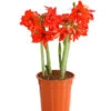 Amaryllis - Hippeastrum-Hybride 'Multiflower' 1 Amaryllis - Hippeastrum-Hybride 'Multiflower' -Ecopotos Geschaft 8201535 WE FS 001 AmaryllisHippeastrumMultiflora4ZwiebelT17DehnerExpressHerzigOW