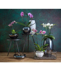 Schmetterlingsorchidee - Phalaenopsis Cultivars 'Umbrella', Verschiedene Sorten 25 Schmetterlingsorchidee - Phalaenopsis Cultivars 'Umbrella', Verschiedene Sorten -Ecopotos Geschaft 8203242 8207201 PR MO 002KERAMIKSERIE ORCHIDEEN