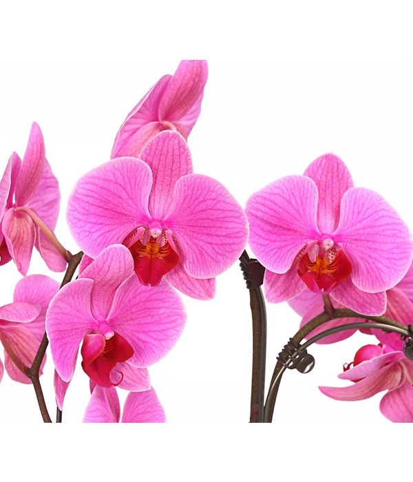 Schmetterlingsorchidee - Phalaenopsis Cultivars 'Umbrella', Verschiedene Sorten 8 Schmetterlingsorchidee - Phalaenopsis Cultivars 'Umbrella', Verschiedene Sorten – Bild 6