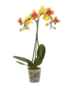 Schmetterlingsorchidee - Phalaenopsis Cultivars 'Umbrella', Verschiedene Sorten 18 Schmetterlingsorchidee - Phalaenopsis Cultivars 'Umbrella', Verschiedene Sorten -Ecopotos Geschaft 8203242 WE FS 002 SchmetterlingsorchideePhalaenopsisUmbrellaT12DehnerExpressHerzig