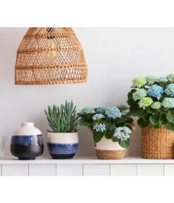 Greiskraut - Senecio Talinoides 'Aquarine Mount Everest®' -Ecopotos Geschaft 8203994 668948 6689855 WE MO 001 HortensieMagicalTopfMaritim