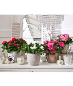 Zimmerazalee - Rhododendron Simsii, Sonderfarben 21 Zimmerazalee - Rhododendron Simsii, Sonderfarben -Ecopotos Geschaft 8205106 8205221 8205148 8205163 PR MO 001 AzaleenAzaleaT12UveSauer