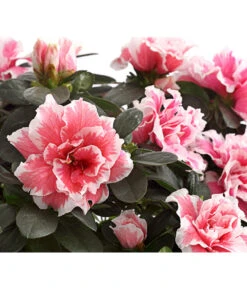 Zimmerazalee - Rhododendron Simsii, Sonderfarben 18 Zimmerazalee - Rhododendron Simsii, Sonderfarben -Ecopotos Geschaft 8205106 WE DE 001 AzaleeAzaleaSonderfarbeT12DehnerExpressHerzigOW