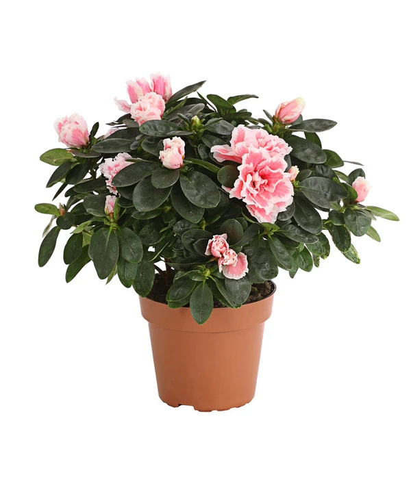 Zimmerazalee - Rhododendron Simsii, Sonderfarben 4 Zimmerazalee - Rhododendron Simsii, Sonderfarben – Bild 2