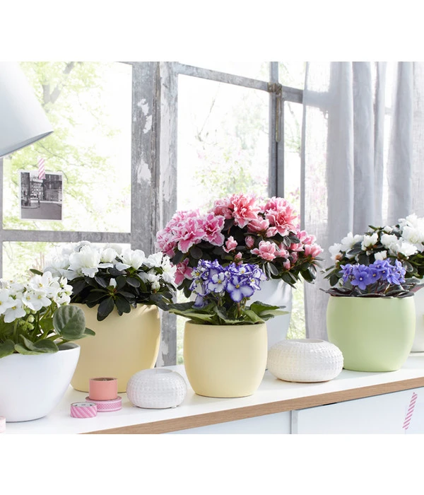 Zimmerazalee - Rhododendron Simsii, Sonderfarben 11 Zimmerazalee - Rhododendron Simsii, Sonderfarben – Bild 9