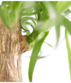 Elefantenfuß - Beaucarnea Recurvata, In Keramik 7 Elefantenfuß - Beaucarnea Recurvata, In Keramik -Ecopotos Geschaft 8207961 PR DE 001 BeaucarneaRecurvataElefantenfussDehnerExpressZS