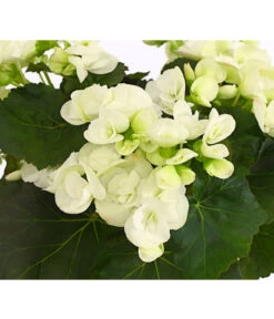 Elatior-Begonie - Begonia Elatior 9 Elatior-Begonie - Begonia Elatior -Ecopotos Geschaft 8208399 PR DE 001 BegonieElatiorBegoniaWeissT13DehnerExpressHerzig