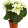 Elatior-Begonie - Begonia Elatior 1 Elatior-Begonie - Begonia Elatior -Ecopotos Geschaft 8208399 PR FS 002 BegonieElatiorBegoniaWeissT13DehnerExpressHerzig