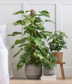 Strahlenaralie - Schefflera Arboricola 'Nora' -Ecopotos Geschaft 8209355 WE MO 001 StrahlenaralieNora