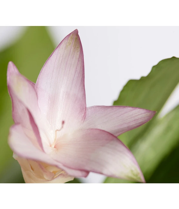 Korbmarante - Calathea Bicajoux 'Gekko' 4 Korbmarante - Calathea Bicajoux 'Gekko' – Bild 2