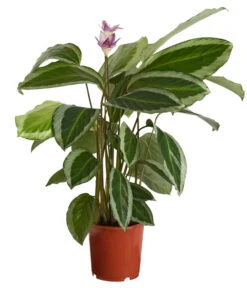 Korbmarante - Calathea Bicajoux 'Gekko'