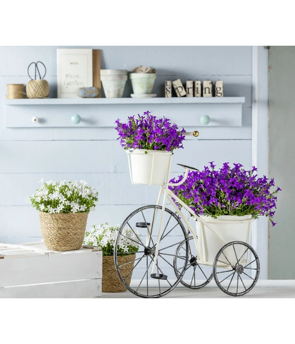 Polster-Glockenblume 'Ocean', 6er Schale 4 Polster-Glockenblume 'Ocean', 6er Schale – Bild 2