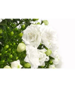 Glockenblume - Campanula Haylodgensis 'White Like Mee®' -Ecopotos Geschaft 8211658 PR DE 001 GlockenblumeCampanulaWhiteLikeMeeT10DehnerExpressHerzig