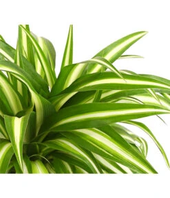 Grünlilie - Chlorophytum Comosum -Ecopotos Geschaft 8212748 WE DE 001 GruenlilieChlorophytumComosumAirT12DehnerExpressHerzig