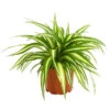 Grünlilie - Chlorophytum Comosum -Ecopotos Geschaft 8212748 WE FS 001 GruenlilieChlorophytumComosumAirT12DehnerExpressHerzig
