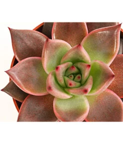 Echeverie - Echeveria Agavoides 'Taurus' -Ecopotos Geschaft 8214736 PR DE 001 EcheveriaTaurusT8 5DehnerExpressHerzig