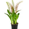 Orchidee - Liparis Latifolia -Ecopotos Geschaft 8215246 WE FS 001 LiparisLatifoliaT12