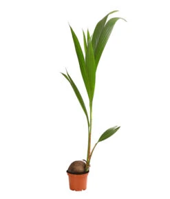 Kokospalme - Cocos Nucifera