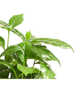 Kaffeepflanze - Coffea Arabica 11 Kaffeepflanze - Coffea Arabica -Ecopotos Geschaft 8215683 WE DE 001 KaffeepflanzeCoffeaArabicaT12DehnerExpressHerzig